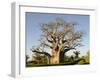 Baobab Tree, Sine Saloum Delta, Senegal, West Africa, Africa-Robert Harding-Framed Photographic Print