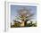 Baobab Tree, Sine Saloum Delta, Senegal, West Africa, Africa-Robert Harding-Framed Photographic Print