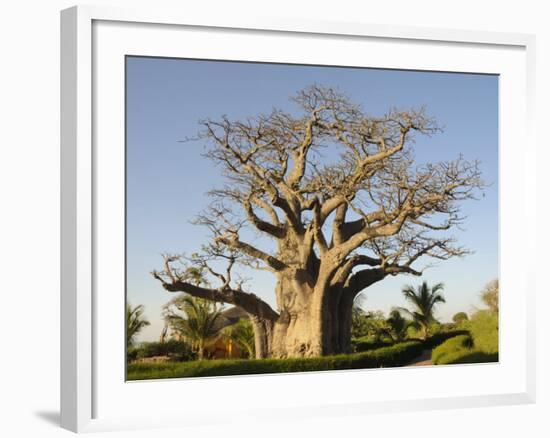 Baobab Tree, Sine Saloum Delta, Senegal, West Africa, Africa-Robert Harding-Framed Photographic Print