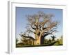 Baobab Tree, Sine Saloum Delta, Senegal, West Africa, Africa-Robert Harding-Framed Photographic Print