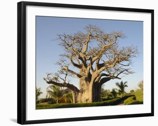 Baobab Tree, Sine Saloum Delta, Senegal, West Africa, Africa-Robert Harding-Framed Photographic Print