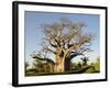 Baobab Tree, Sine Saloum Delta, Senegal, West Africa, Africa-Robert Harding-Framed Photographic Print