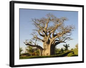 Baobab Tree, Sine Saloum Delta, Senegal, West Africa, Africa-Robert Harding-Framed Photographic Print