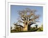 Baobab Tree, Sine Saloum Delta, Senegal, West Africa, Africa-Robert Harding-Framed Photographic Print