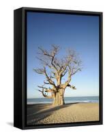 Baobab Tree, Sine Saloum Delta, Senegal, West Africa, Africa-Robert Harding-Framed Stretched Canvas