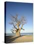 Baobab Tree, Sine Saloum Delta, Senegal, West Africa, Africa-Robert Harding-Stretched Canvas