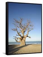 Baobab Tree, Sine Saloum Delta, Senegal, West Africa, Africa-Robert Harding-Framed Stretched Canvas