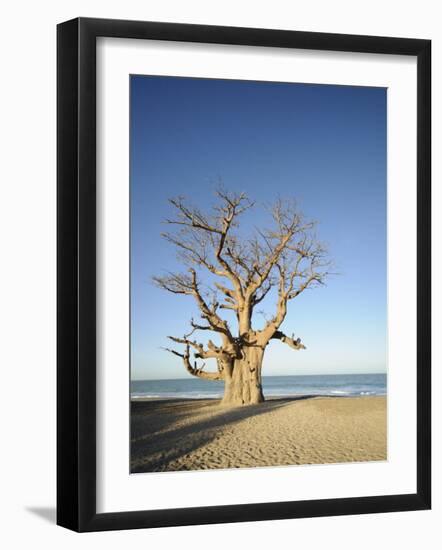 Baobab Tree, Sine Saloum Delta, Senegal, West Africa, Africa-Robert Harding-Framed Photographic Print