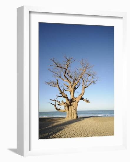 Baobab Tree, Sine Saloum Delta, Senegal, West Africa, Africa-Robert Harding-Framed Photographic Print