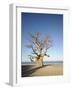 Baobab Tree, Sine Saloum Delta, Senegal, West Africa, Africa-Robert Harding-Framed Photographic Print