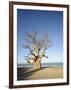 Baobab Tree, Sine Saloum Delta, Senegal, West Africa, Africa-Robert Harding-Framed Photographic Print