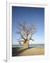 Baobab Tree, Sine Saloum Delta, Senegal, West Africa, Africa-Robert Harding-Framed Photographic Print