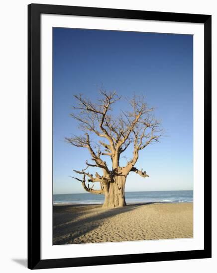 Baobab Tree, Sine Saloum Delta, Senegal, West Africa, Africa-Robert Harding-Framed Photographic Print