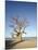 Baobab Tree, Sine Saloum Delta, Senegal, West Africa, Africa-Robert Harding-Mounted Photographic Print