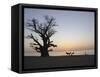 Baobab Tree, Sine Saloum Delta, Senegal, West Africa, Africa-Robert Harding-Framed Stretched Canvas