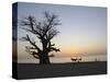 Baobab Tree, Sine Saloum Delta, Senegal, West Africa, Africa-Robert Harding-Stretched Canvas