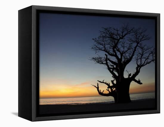 Baobab Tree, Sine Saloum Delta, Senegal, West Africa, Africa-Robert Harding-Framed Stretched Canvas