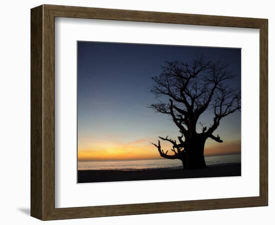 Baobab Tree, Sine Saloum Delta, Senegal, West Africa, Africa-Robert Harding-Framed Photographic Print