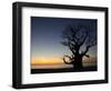 Baobab Tree, Sine Saloum Delta, Senegal, West Africa, Africa-Robert Harding-Framed Photographic Print