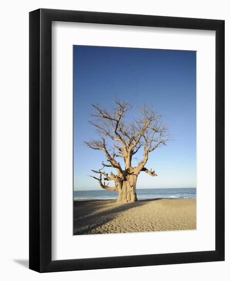 Baobab Tree, Sine Saloum Delta, Senegal, West Africa, Africa-Robert Harding-Framed Photographic Print