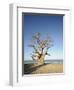 Baobab Tree, Sine Saloum Delta, Senegal, West Africa, Africa-Robert Harding-Framed Photographic Print