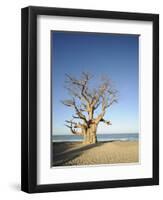 Baobab Tree, Sine Saloum Delta, Senegal, West Africa, Africa-Robert Harding-Framed Premium Photographic Print