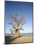 Baobab Tree, Sine Saloum Delta, Senegal, West Africa, Africa-Robert Harding-Mounted Premium Photographic Print