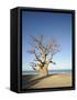 Baobab Tree, Sine Saloum Delta, Senegal, West Africa, Africa-Robert Harding-Framed Stretched Canvas