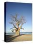 Baobab Tree, Sine Saloum Delta, Senegal, West Africa, Africa-Robert Harding-Stretched Canvas