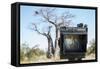 Baobab Tree Viewed Through Speed Graphic, Nxai Pan National Park, Botswana-Paul Souders-Framed Stretched Canvas