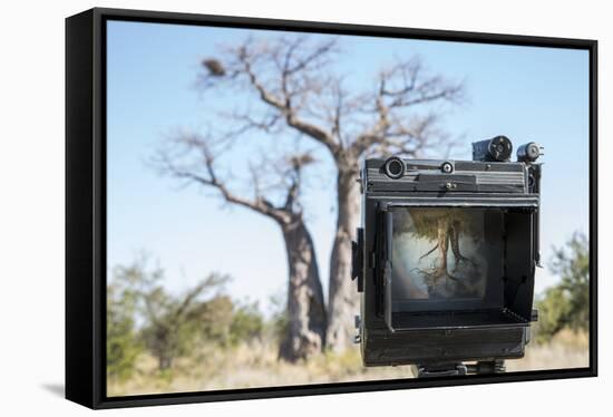 Baobab Tree Viewed Through Speed Graphic, Nxai Pan National Park, Botswana-Paul Souders-Framed Stretched Canvas