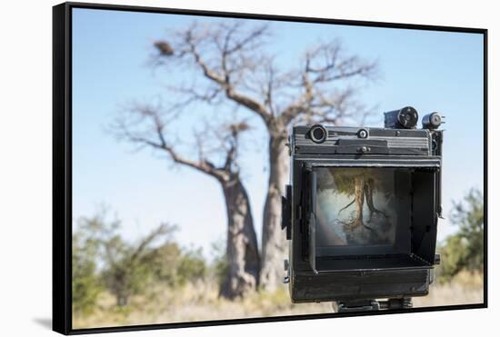 Baobab Tree Viewed Through Speed Graphic, Nxai Pan National Park, Botswana-Paul Souders-Framed Stretched Canvas