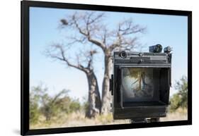 Baobab Tree Viewed Through Speed Graphic, Nxai Pan National Park, Botswana-Paul Souders-Framed Photographic Print