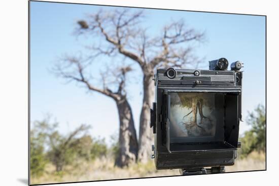 Baobab Tree Viewed Through Speed Graphic, Nxai Pan National Park, Botswana-Paul Souders-Mounted Photographic Print