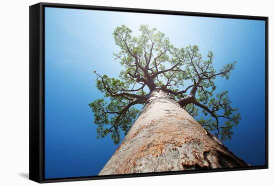 Baobab Tree with Green Leaves on a Blue Clear Sky Background. Madagascar-Dudarev Mikhail-Framed Stretched Canvas