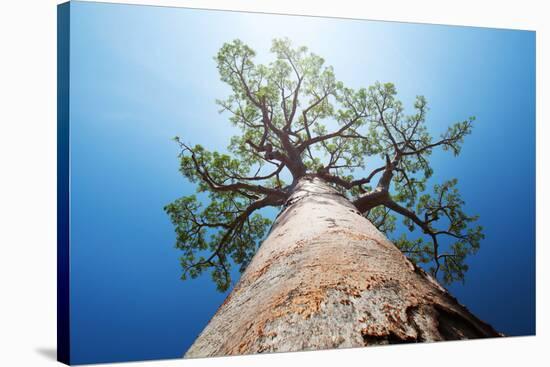 Baobab Tree with Green Leaves on a Blue Clear Sky Background. Madagascar-Dudarev Mikhail-Stretched Canvas