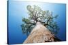 Baobab Tree with Green Leaves on a Blue Clear Sky Background. Madagascar-Dudarev Mikhail-Stretched Canvas