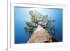 Baobab Tree with Green Leaves on a Blue Clear Sky Background. Madagascar-Dudarev Mikhail-Framed Photographic Print