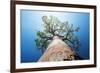 Baobab Tree with Green Leaves on a Blue Clear Sky Background. Madagascar-Dudarev Mikhail-Framed Photographic Print