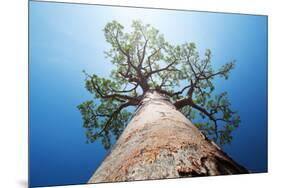 Baobab Tree with Green Leaves on a Blue Clear Sky Background. Madagascar-Dudarev Mikhail-Mounted Photographic Print