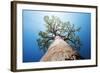 Baobab Tree with Green Leaves on a Blue Clear Sky Background. Madagascar-Dudarev Mikhail-Framed Photographic Print