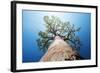 Baobab Tree with Green Leaves on a Blue Clear Sky Background. Madagascar-Dudarev Mikhail-Framed Photographic Print