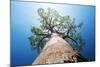 Baobab Tree with Green Leaves on a Blue Clear Sky Background. Madagascar-Dudarev Mikhail-Mounted Photographic Print