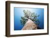 Baobab Tree with Green Leaves on a Blue Clear Sky Background. Madagascar-Dudarev Mikhail-Framed Photographic Print