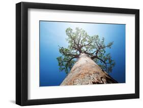 Baobab Tree with Green Leaves on a Blue Clear Sky Background. Madagascar-Dudarev Mikhail-Framed Photographic Print