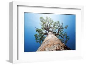 Baobab Tree with Green Leaves on a Blue Clear Sky Background. Madagascar-Dudarev Mikhail-Framed Photographic Print