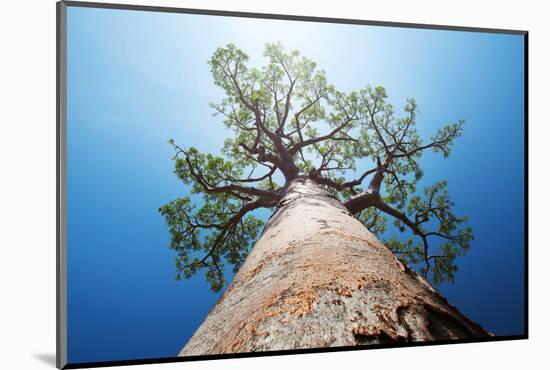 Baobab Tree with Green Leaves on a Blue Clear Sky Background. Madagascar-Dudarev Mikhail-Mounted Photographic Print