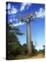 Baobab Tree-null-Stretched Canvas