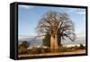 Baobab Tree-Michele Westmorland-Framed Stretched Canvas