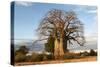 Baobab Tree-Michele Westmorland-Stretched Canvas